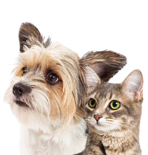 Small-Dog-and-Cat-Together-Closeup-v3crop-587x617-removebg-preview