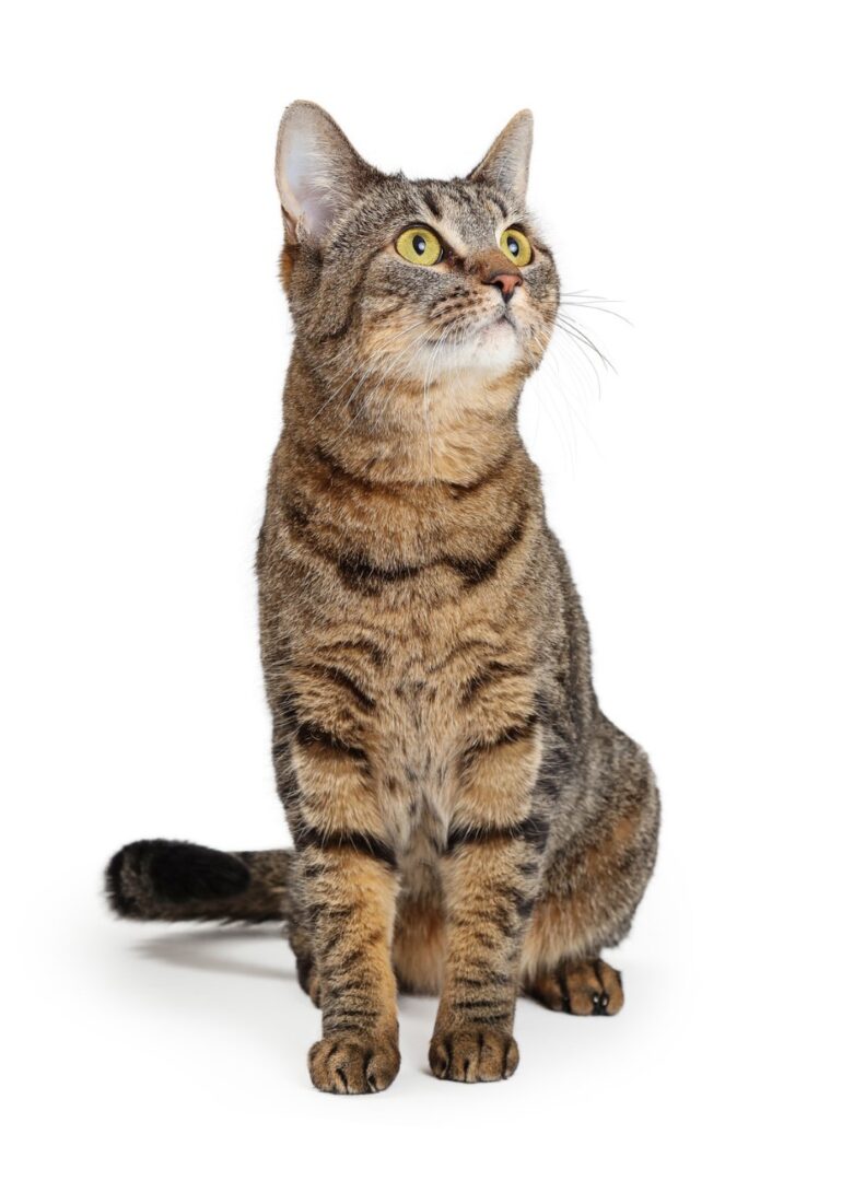 thumbnail_Brown_Tabby_Cat_Sitting_Looking_Up