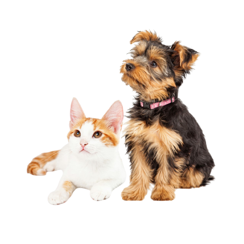 thumbnail_Cute_Puppy_and_Kitten_Sitting_to_Side_-removebg-preview
