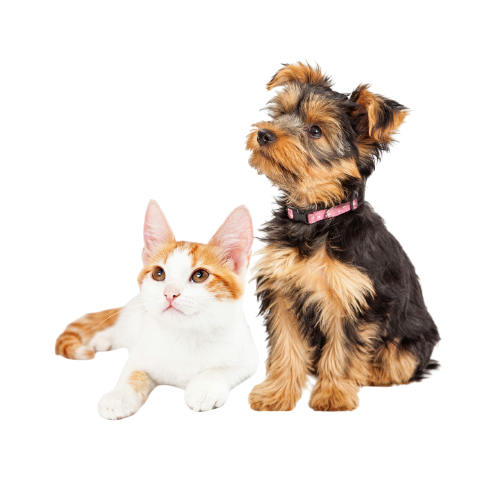 thumbnail_Cute_Puppy_and_Kitten_Sitting_to_Side_-removebg-preview