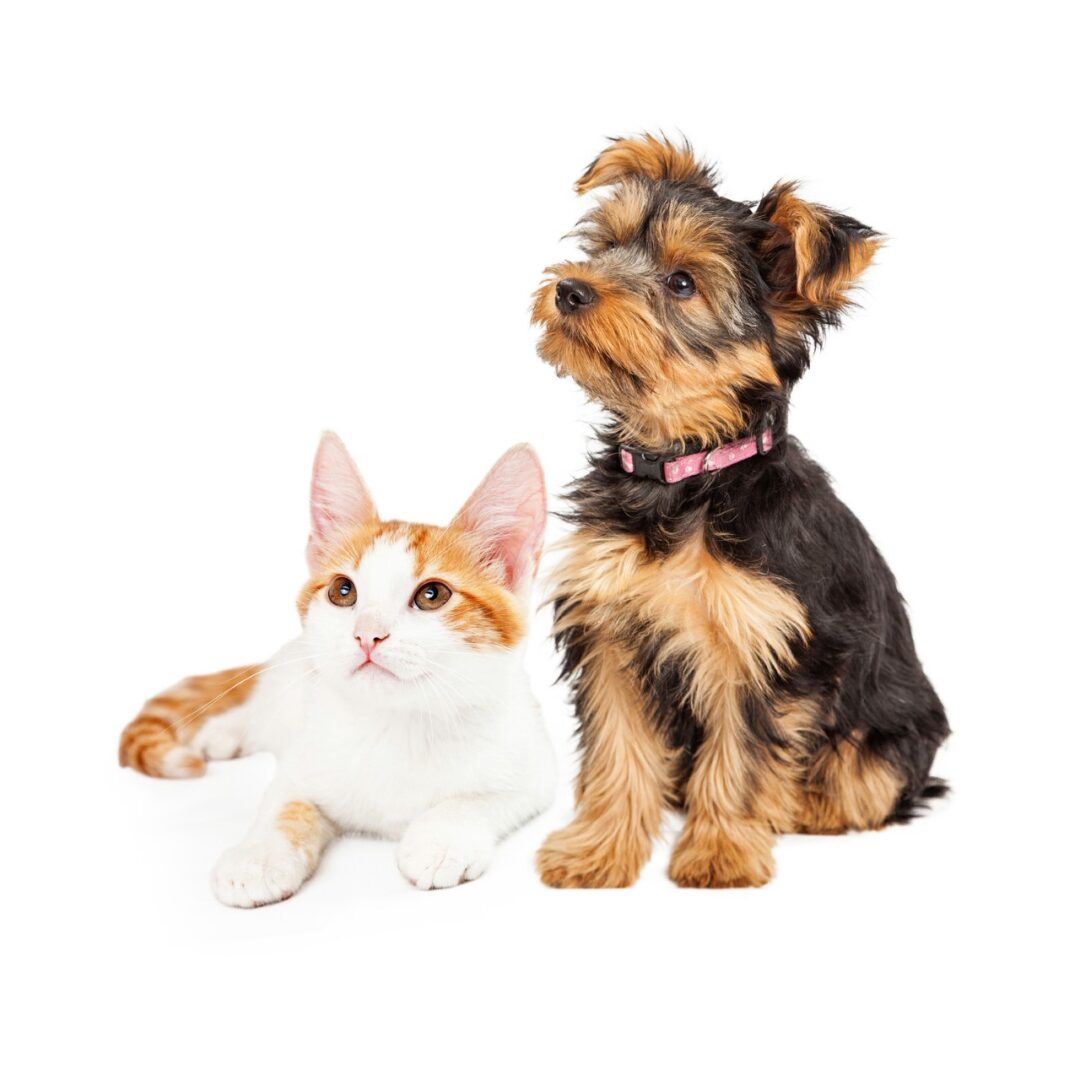 thumbnail_Cute_Puppy_and_Kitten_Sitting_to_Side_