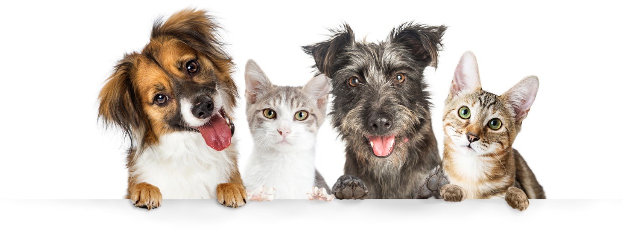 thumbnail_Dogs_and_Cats_Paws_Over_Website_Banner